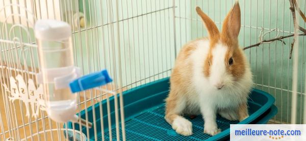 un lapin dans une cage