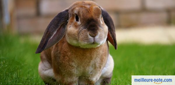 un beau lapin dans le jardin