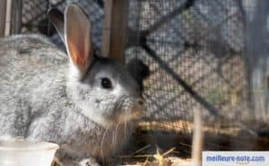 un lapin gris dans une cage