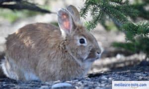 un lapin dans la nature