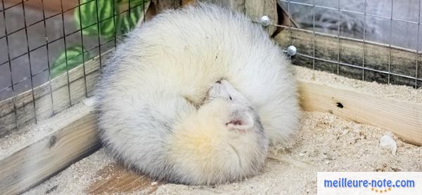 un furet blanc qui dort dans sa cage