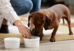 Alimentation chien sans croquettes