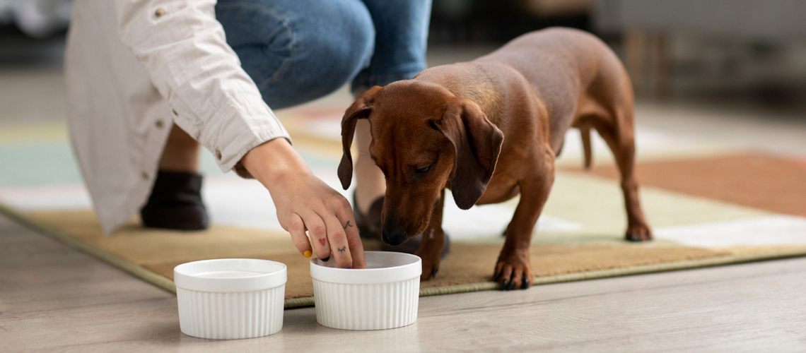 Alimentation chien sans croquettes