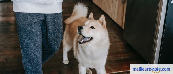 un chien avec son maître dans la cuisine