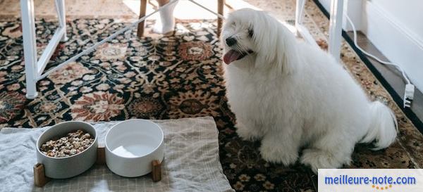 un chien de salon près de sa nourriture