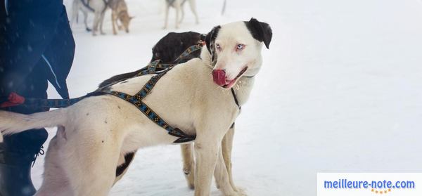 un chien blanc porte un harnais