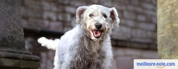 un chien blanc heureux