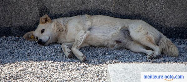 un chien blanc dort