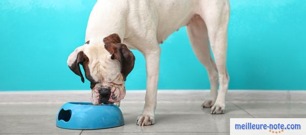 un gros chien blanc mange dans sa gamelle