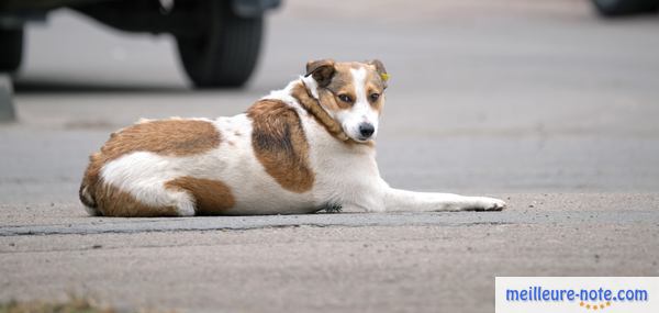 un gros chien blanc dans la rue