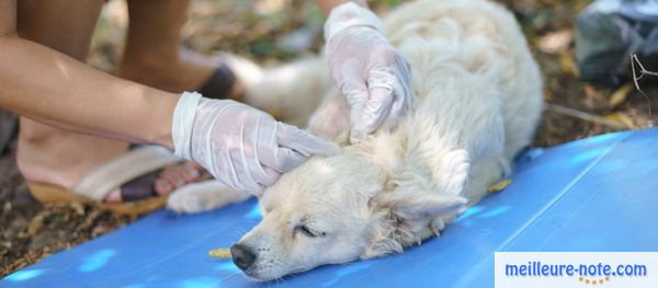 une maitresse fait un traitement à son chien