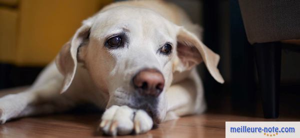 un chien blanc triste