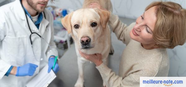 deux vétérinaires traitent un chien