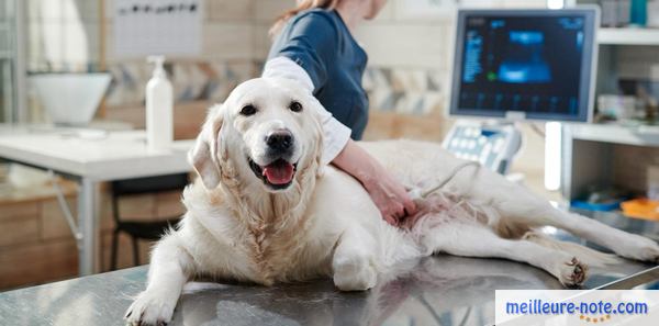 un vétérinaire fait un échographie à un chien