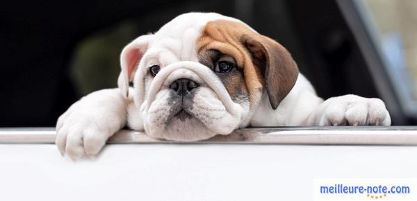 un beau chien blanc en voyage