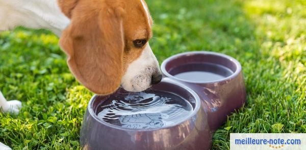 un chien boit de l'eau dans sa gamelle