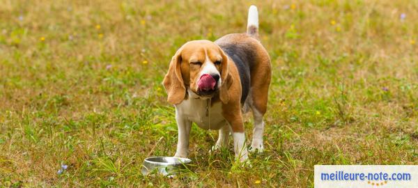 un chien boit de l'eau dans le jardin