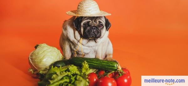 un beau chien avec des légumes