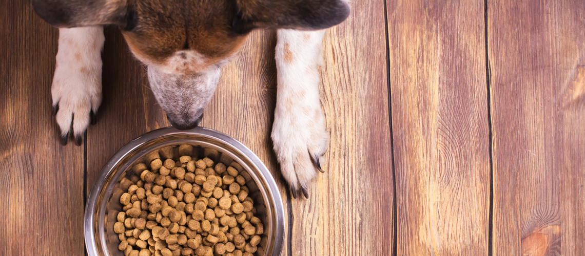 Chien ne mange pas ses croquettes