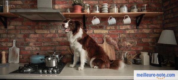 Un chien qui attend son repas cuisiné