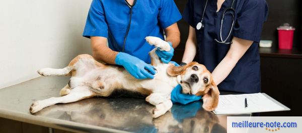 deux vétérinaire soigne un chien