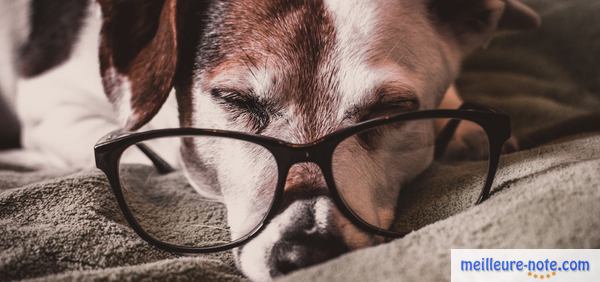 Un vieux chien qui met des lunettes