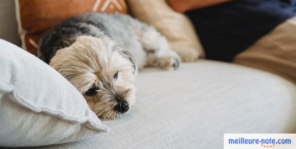 un chien malade à l'intérieur