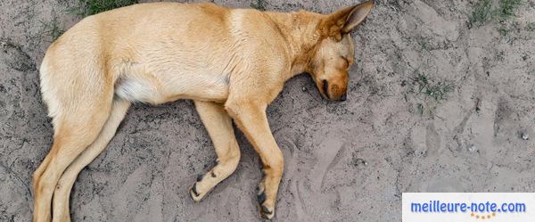 un chien dort sur le sol