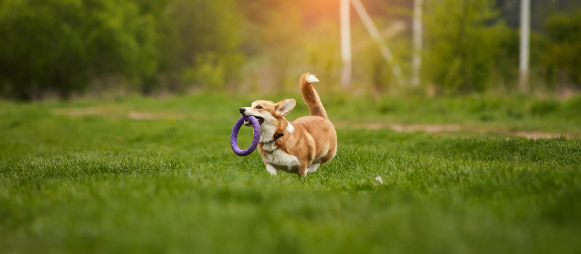 Signes chien en bonne santé