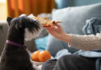 Chien qui a toujours faim