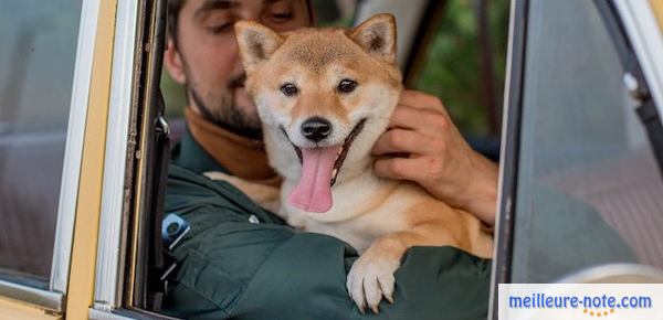 un homme avec son chien dans une voiture