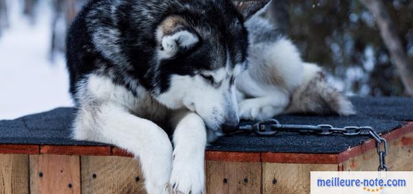 un chien husky dort