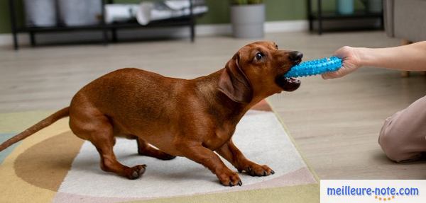 un chien joue avec un petit enfant