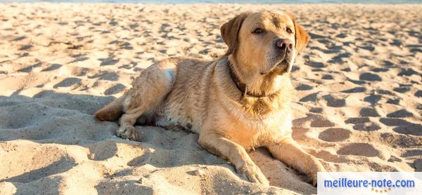 un chien au bord de la mer 