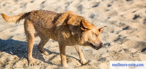 un beau chien marron secoue