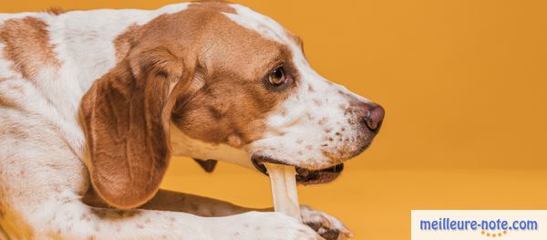 un chien qui mâche un jouet