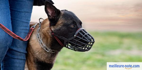 un maitre avec son chien 