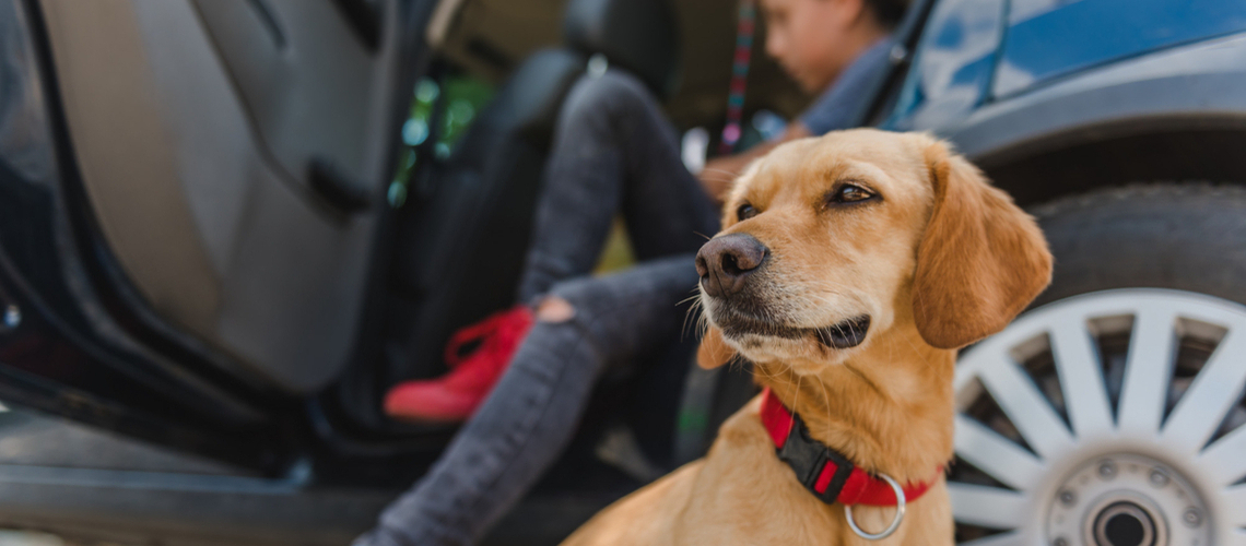 chien malade en voyage