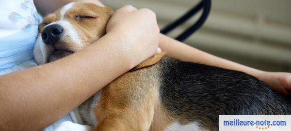 le beau chien est malade