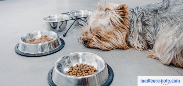 un chien se repose devant sa gamelle