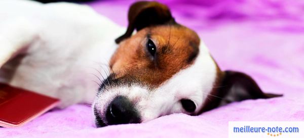 un chien labrador dort sur le lit 