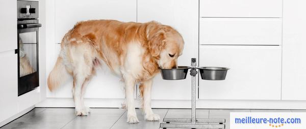 un chien qui mange dans une gamelle balance