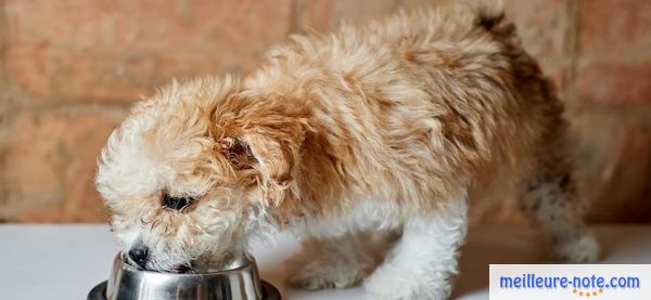 un chien poilu mange