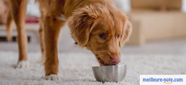 un chien marron mange dans sa gamelle