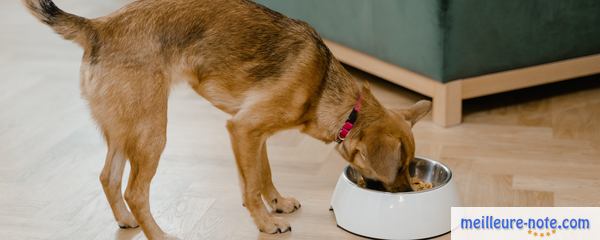 un chien mange dans sa gamelle