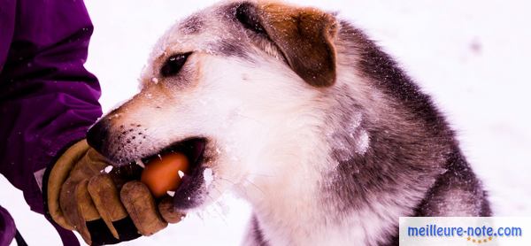 un homme donne un œuf à son chien