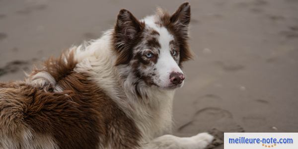 un gros chien blanc et marron