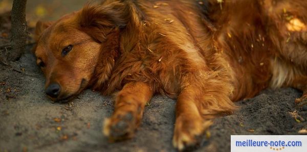 un gros chien marron qui dort