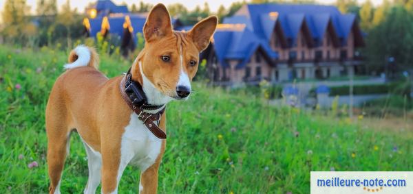 un chien marron qui met un collier électronique