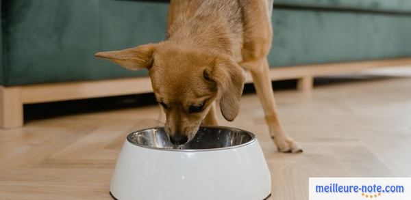 un chien mange dans sa gamelle